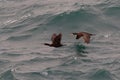 Two immature Shag, Phalacrocorax arstotelis, flying over sea. UK. wav