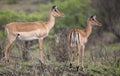 two impala antelopes in the african savannah looking out Royalty Free Stock Photo