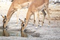 Two impala antelopes drinking water from a waterhole in the African savannah during a safari trip Royalty Free Stock Photo