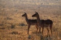 Two Impala Females