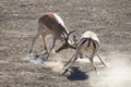 Two impala male fight on dusty dry sand Royalty Free Stock Photo