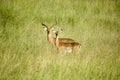 Two Impala in the middle of green grass of Lewa Wildlife Conservancy, North Kenya, Africa Royalty Free Stock Photo