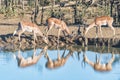 Two impala rams and an ewe, with reflections, drinking Royalty Free Stock Photo