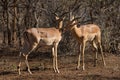 Two Impala rams facing each other