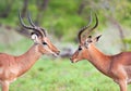 Two Impala Rams squaring off Royalty Free Stock Photo