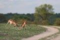 Two impala rams tussling in a grassy clearing beside a dirt road.