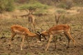 Two impalas Aepyceros melampus males fighting. Royalty Free Stock Photo