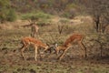 Two impalas Aepyceros melampus males fighting. Royalty Free Stock Photo