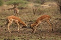 Two impalas Aepyceros melampus males fighting. Royalty Free Stock Photo