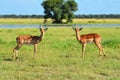 Two Impalas in Botswana Royalty Free Stock Photo