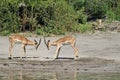 Two impalas fighting in safari in Chobe National Park