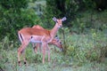 Two Impalas grazing on a bush in Kenya