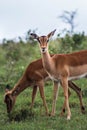 Two Impalas grazing