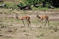 Two impalas in safari in Chobe National Park