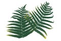 Two imprints of the mature fern leaves Royalty Free Stock Photo