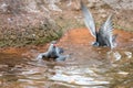 Two Inca Terns enjoying a cool bath on a quiet afternoon in the shade