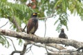 Two indian cuckoo Royalty Free Stock Photo
