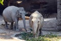 Two Indian elephant in Latin called Elephas maximus indicus living in captivity.