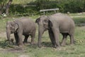 Two Indian Elephant in Thai Safari Environment