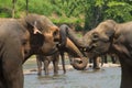 Two big indian wild elephants Royalty Free Stock Photo