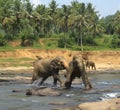 Two indian elephants fighting in the river