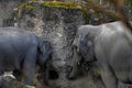 Two Indian elephants, in Latin called Elephas maximus indicus, living in captivity explore and play.