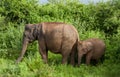 Majestic elephant Elephas maximus in Udawalawe national park - mother and baby in the bushes Sri Lanka safari Royalty Free Stock Photo