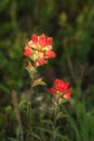 Two Indian Paintbrush Wildflowers in Evening Light Royalty Free Stock Photo