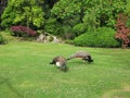 Two indian peacocks in the Kyoto Garden in the public park Holland Park in London, UK. Royalty Free Stock Photo