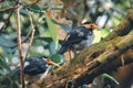 Two Indian Pied Myna bird on a branch of tree
