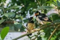 Two Indian pied myna on the branch.