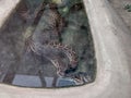 two indian pythons snake at the zoo