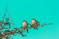 Two Indian silver bill small birds perching on thorny twig both facing sideways.