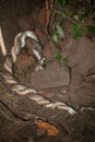 Two Indian snakes are mating in an abandoned place in the dark night