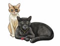 two indomitable cats with disabilities Royalty Free Stock Photo