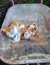 Two Indonesia Moggie Cat Sitting Inside Abadoned Old And Dirty Wheelbarrow Cart
