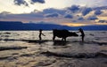 Two Indonesian boys washing their cow with ocean water to clean their cow at sunset in the ocean.