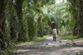 Two Indonesian women carry wood on their heads in a palm trees plantation in Sumatra.