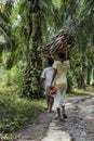 Two Indonesian women carry wood on their heads in a palm trees plantation in Sumatra.