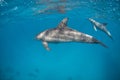 Two Indopacific bottlenose dolphin diving close to the surface Royalty Free Stock Photo