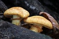 Two inedible Gymnopilus junonius mushrooms commonly known as spectacular rustgill