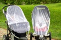 Two infant kids in strollers covered with protective net during walk. Baby carriage with anti-mosquito white cover. Midge protecti