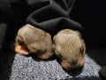 Two infant squirrels sleeping after rescue Royalty Free Stock Photo