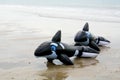 Two inflatable plastic floating dolphins on beach