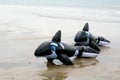Two inflatable plastic floating dolphins on beach Royalty Free Stock Photo