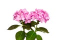 Two inflorescences of Hydrangea macrophylla pink flowers isolated on white background Royalty Free Stock Photo