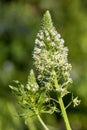 Two inflorescences of White mignonette, Upright white mignonette, Reseda alba Royalty Free Stock Photo