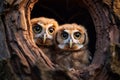 Two inquisitive owlets emerge from tree nest, providing room