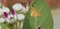 Two insect flies are performing their duty of pollinating a flower in India
