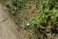 Two insect pest American white butterfly, Black-veined White, Aporia crataegi or Hyphantria cunea on the purple flower Royalty Free Stock Photo